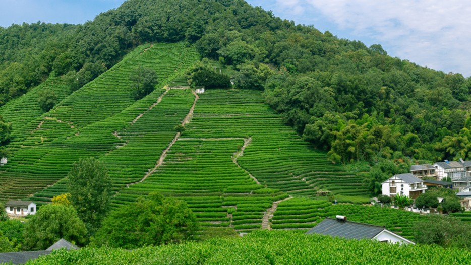 西湖龙井